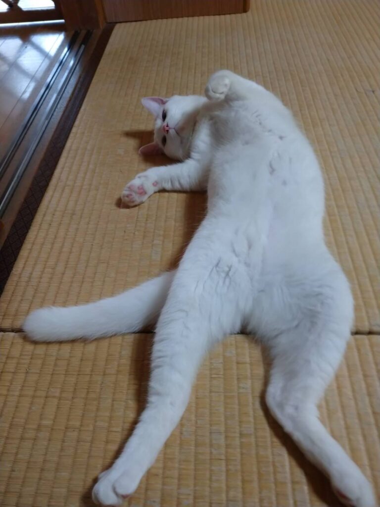 畳でゴロゴロしている猫