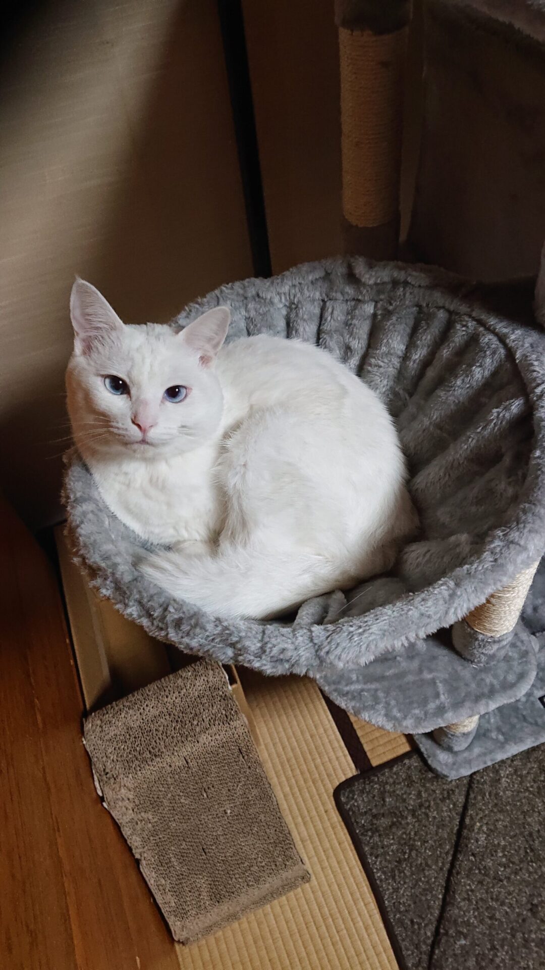 キャットタワーにある丸いベッドに入る猫
