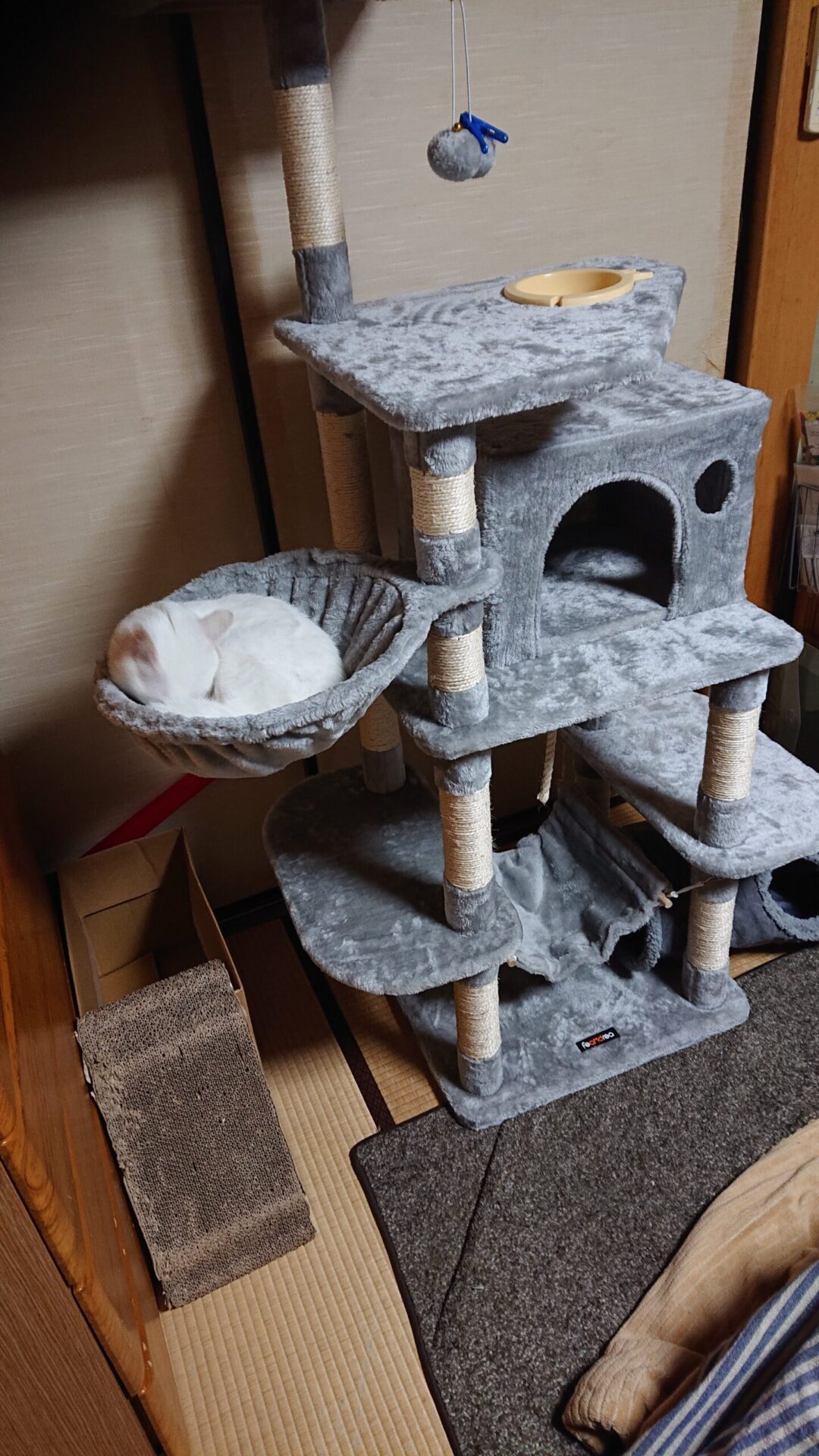 キャットタワーのベッドで寝る猫